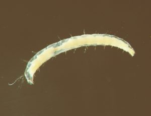 flea larva