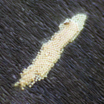 Figure 18. Fall armyworm egg mass