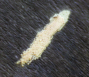 Figure 18. Fall armyworm egg mass