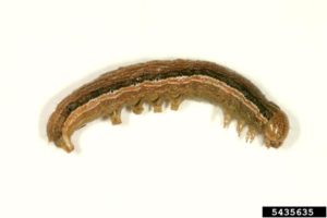 Figure 19. True armyworm larva
