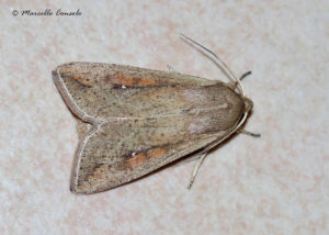 Figure 20. True armyworm moth