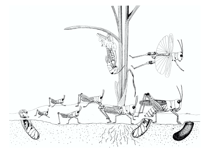 Figure 26. Grasshopper life cycle