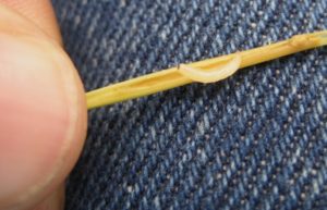 Figure 28. Bermudagrass stem maggot compared to human thumb