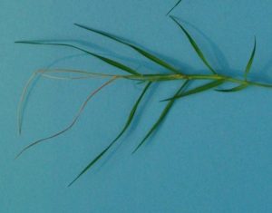 Figure 29. Top dead leaves characteristic of stem maggot damage on bermudagrass