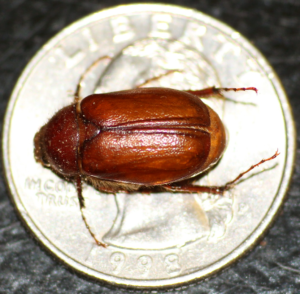 Figure 31. May/June beetle adult