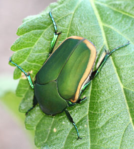 Figure 32. Green June beetle adult