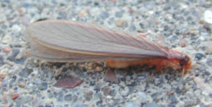 Figure 34. Desert termite adult