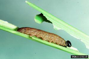 Figure 37. Field skipper larva