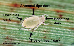 Figure 38. Sugarcane aphid. The black antennae, black feet, and black “tail pipes” are characteristic of the species