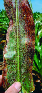 Figure 39. Sugarcane aphids and damage