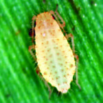 Figure 40. Yellow sugarcane aphid showing the rows of black dots, hairs, and lemon yellow color characteristic of this species. Texas A&M AgriLife Extension Service