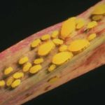 Figure 41. Yellow sugarcane aphid damage. Greg Cronholm, Texas A&M AgriLife Extension Service