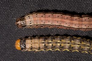 Figure 42. Fall armyworm (top) and corn earworm. Pat Porter, Texas A&M AgriLife Extension Service
