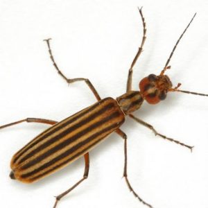 Figure 50. Striped blister beetle