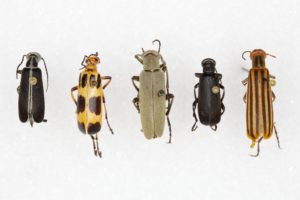 Figure 51. Blister beetles