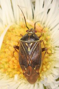Figure 72. Lygus bug. Photo by Judy Gallagher.