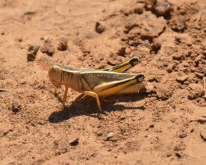 Figure 49. Adult differential grasshopper.