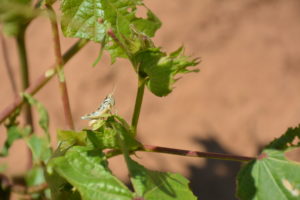 Figure 51. Grasshopper nymph.