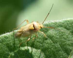 Figure 54. Adult lygus bug.