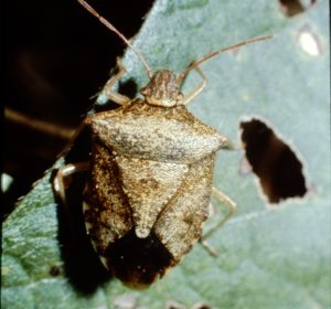 Figure 38. Brown stink bug adult.
