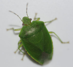 Figure 37. Green stink bug adult.