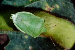 Figure 36. Southern green stink bug adult.