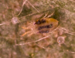 Figure 55. Twospotted spider mite.