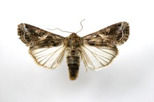 Figure 58. Fall armyworm moth.