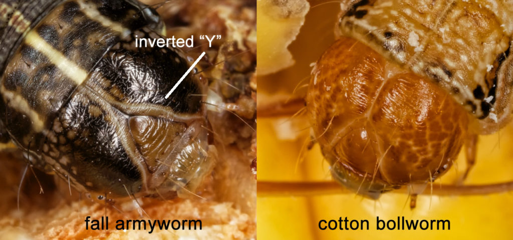 Figure 61. Prominent inverted Y on the head of the fall armyworm.