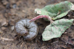 Figure 63. Cutworm larva.
