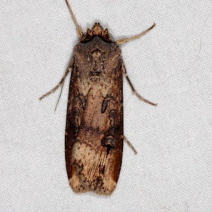 Figure 62. Cutworm moth.