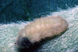 Figure 68. Cotton square borer larva.