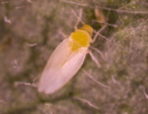 Figure 71. Adult whitefly.
