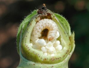 Figure 74. Boll weevil larva.