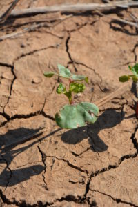 Figure 7. Young cotton leaves damaged by thrips feeding. Photo by Suhas Vyavhare