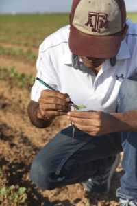 Figure 8. Sampling for thrips. Photo by Suhas Vyavhare