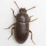 Figure 11. Adult darkling beetle. Photo by Mike Quinn