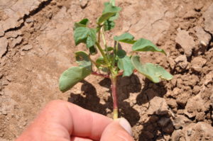 Figure 14. Christmas-tree-like growth from subsurface wireworm feeding on the plant terminal. Photo by David Kerns
