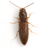 Figure 10. Click beetle. Photo by Mike Quinn