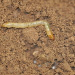 Figure 12. False wireworm larva. Photo by David Kerns