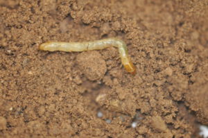 Figure 12. False wireworm larva. Photo by David Kerns