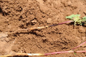 Figure 13. Wireworm stem girdling. Photo by David Kerns
