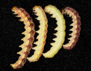 Soybean podworm larval colors.