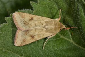 Figure 22. Cotton bollworm moth.