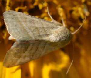 Figure 23. Tobacco budworm moth.