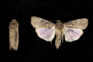 Figure 46. Beet armyworm moth.