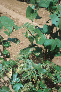 Figure 47. Beet armyworm damage.