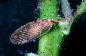 Figure 84. Brown lacewing.