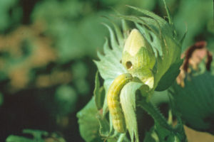 Figure 45. Beet armyworm.