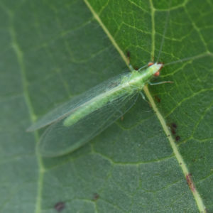 Figure 81. Green Lacewing